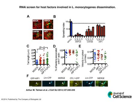 RNAi screen for host factors involved in L. monocytogenes dissemination. RNAi screen for host factors involved in L. monocytogenes dissemination. (A) Images.