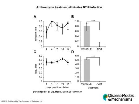 Azithromycin treatment eliminates NTHi infection.