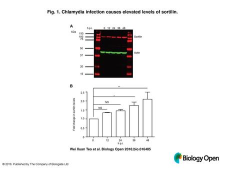 Fig. 1. Chlamydia infection causes elevated levels of sortilin.
