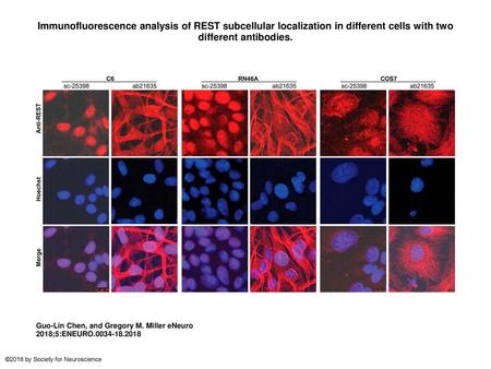 Immunofluorescence analysis of REST subcellular localization in different cells with two different antibodies. Immunofluorescence analysis of REST subcellular.