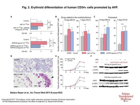 Erythroid differentiation of human CD34+ cells promoted by AVP