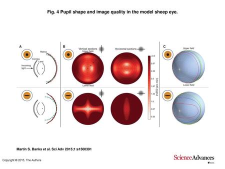 Fig. 4 Pupil shape and image quality in the model sheep eye.