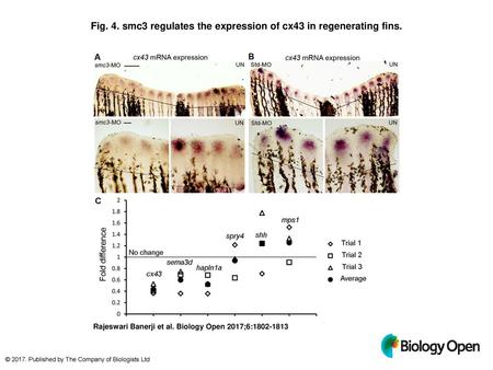 Fig. 4. smc3 regulates the expression of cx43 in regenerating fins.