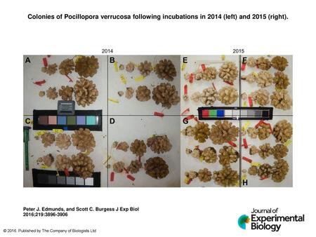 Colonies of Pocillopora verrucosa following incubations in 2014 (left) and 2015 (right). Colonies of Pocillopora verrucosa following incubations in 2014.