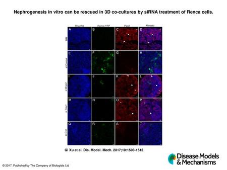 Nephrogenesis in vitro can be rescued in 3D co-cultures by siRNA treatment of Renca cells. Nephrogenesis in vitro can be rescued in 3D co-cultures by siRNA.