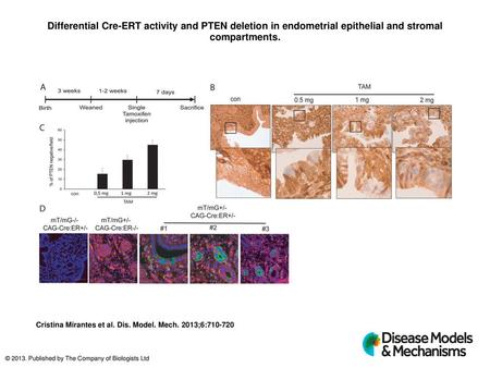 Differential Cre-ERT activity and PTEN deletion in endometrial epithelial and stromal compartments. Differential Cre-ERT activity and PTEN deletion in.