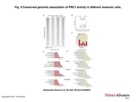 Fig. 3 Conserved genomic association of PRC1 activity in different leukemic cells. Conserved genomic association of PRC1 activity in different leukemic.