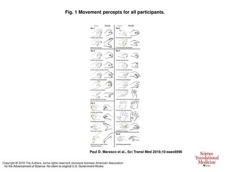 Fig. 1 Movement percepts for all participants.