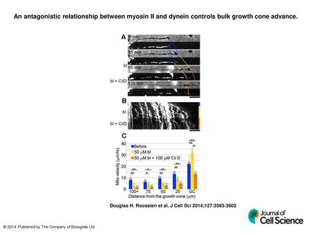 An antagonistic relationship between myosin II and dynein controls bulk growth cone advance. An antagonistic relationship between myosin II and dynein.