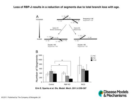 Loss of RBP-J results in a reduction of segments due to total branch loss with age. Loss of RBP-J results in a reduction of segments due to total branch.