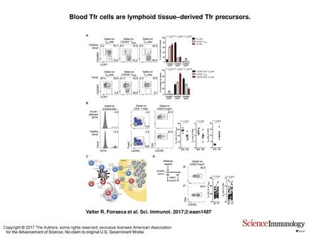 Blood Tfr cells are lymphoid tissue–derived Tfr precursors.