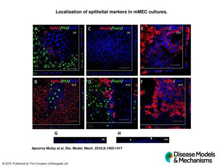 Localisation of epithelial markers in mMEC cultures.