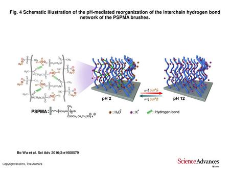 Fig. 4 Schematic illustration of the pH-mediated reorganization of the interchain hydrogen bond network of the PSPMA brushes. Schematic illustration of.