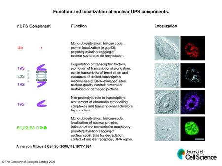 Function and localization of nuclear UPS components.