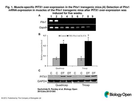 Fig. 1. Muscle-specific PITX1 over-expression in the Pitx1 transgenic mice.(A) Detection of Pitx1 mRNA expression in muscles of the Pitx1 transgenic mice.