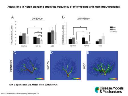 Alterations in Notch signaling affect the frequency of intermediate and main IHBD branches. Alterations in Notch signaling affect the frequency of intermediate.