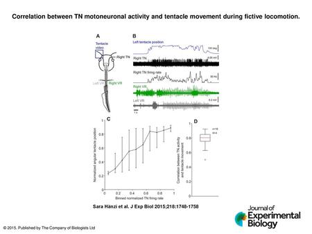 Correlation between TN motoneuronal activity and tentacle movement during fictive locomotion. Correlation between TN motoneuronal activity and tentacle.