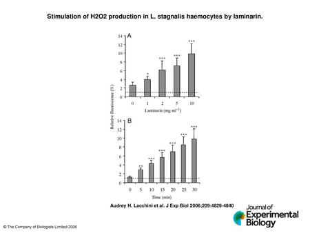 Stimulation of H2O2 production in L. stagnalis haemocytes by laminarin