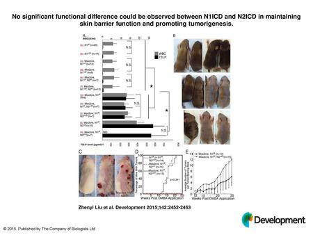 No significant functional difference could be observed between N1ICD and N2ICD in maintaining skin barrier function and promoting tumorigenesis. No significant.