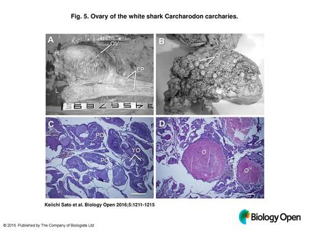 Fig. 5. Ovary of the white shark Carcharodon carcharies.