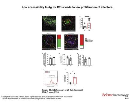 Low accessibility to Ag for CTLs leads to low proliferation of effectors. Low accessibility to Ag for CTLs leads to low proliferation of effectors. Intravital.