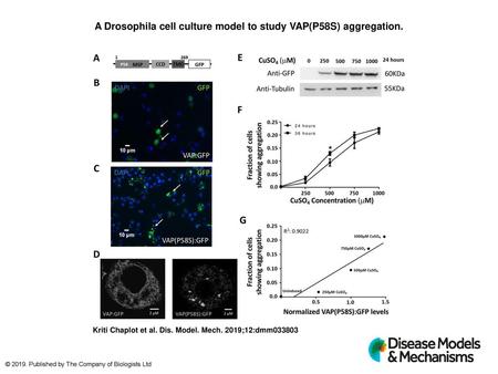 A Drosophila cell culture model to study VAP(P58S) aggregation.