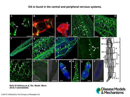 OA is found in the central and peripheral nervous systems.