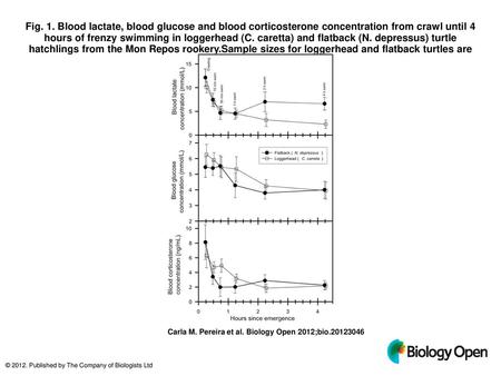 Fig. 1. Blood lactate, blood glucose and blood corticosterone concentration from crawl until 4 hours of frenzy swimming in loggerhead (C. caretta) and.