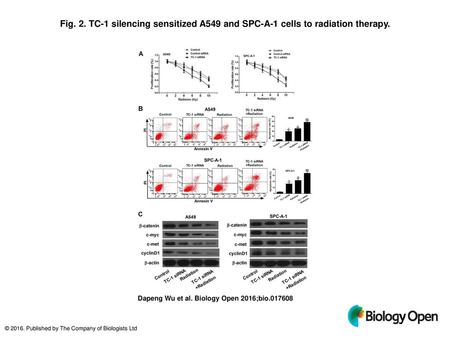 TC-1 silencing sensitized A549 and SPC-A-1 cells to radiation therapy