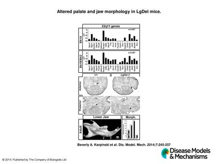 Altered palate and jaw morphology in LgDel mice.