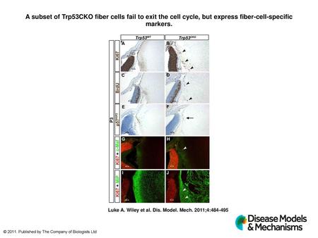 A subset of Trp53CKO fiber cells fail to exit the cell cycle, but express fiber-cell-specific markers. A subset of Trp53CKO fiber cells fail to exit the.
