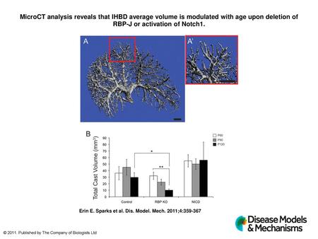MicroCT analysis reveals that IHBD average volume is modulated with age upon deletion of RBP-J or activation of Notch1. MicroCT analysis reveals that IHBD.