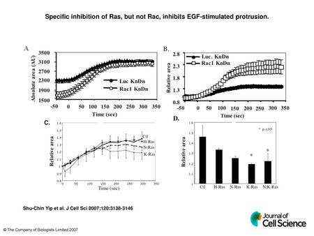Specific inhibition of Ras, but not Rac, inhibits EGF-stimulated protrusion. Specific inhibition of Ras, but not Rac, inhibits EGF-stimulated protrusion.
