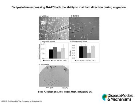 Dictyostelium expressing N-APC lack the ability to maintain direction during migration. Dictyostelium expressing N-APC lack the ability to maintain direction.