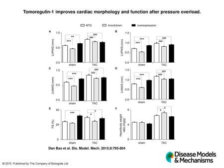 Tomoregulin-1 improves cardiac morphology and function after pressure overload. Tomoregulin-1 improves cardiac morphology and function after pressure overload.