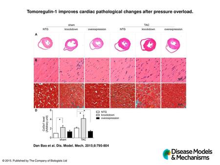 Tomoregulin-1 improves cardiac pathological changes after pressure overload. Tomoregulin-1 improves cardiac pathological changes after pressure overload.
