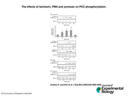 The effects of laminarin, PMA and zymosan on PKC phosphorylation.