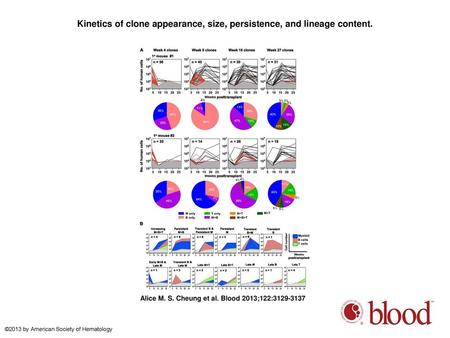 Kinetics of clone appearance, size, persistence, and lineage content.