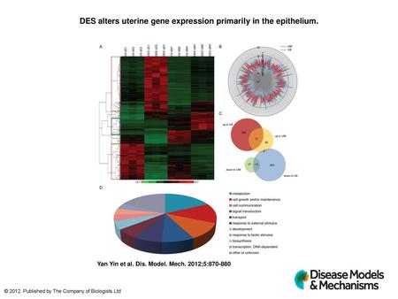 DES alters uterine gene expression primarily in the epithelium.