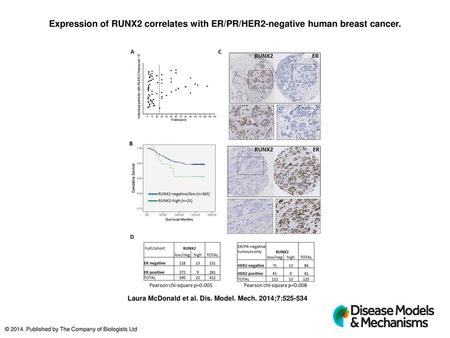 Expression of RUNX2 correlates with ER/PR/HER2-negative human breast cancer. Expression of RUNX2 correlates with ER/PR/HER2-negative human breast cancer.
