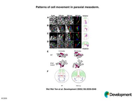 Patterns of cell movement in paraxial mesoderm.
