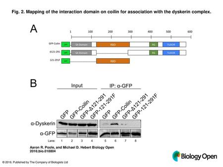 Fig. 2. Mapping of the interaction domain on coilin for association with the dyskerin complex. Mapping of the interaction domain on coilin for association.