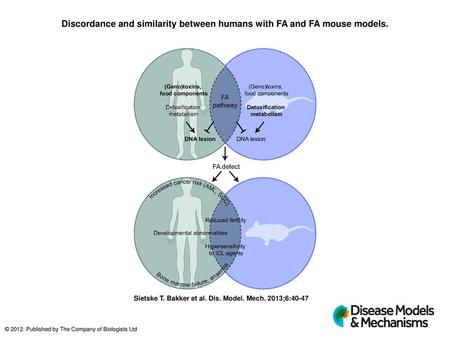 Discordance and similarity between humans with FA and FA mouse models.