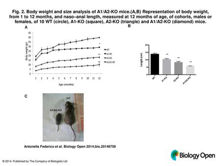 Fig. 2. Body weight and size analysis of A1/A2-KO mice