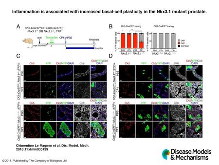 Inflammation is associated with increased basal-cell plasticity in the Nkx3.1 mutant prostate. Inflammation is associated with increased basal-cell plasticity.