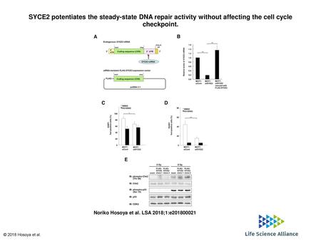 SYCE2 potentiates the steady-state DNA repair activity without affecting the cell cycle checkpoint. SYCE2 potentiates the steady-state DNA repair activity.