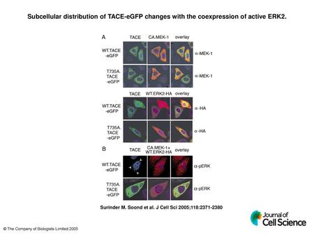Subcellular distribution of TACE-eGFP changes with the coexpression of active ERK2. Subcellular distribution of TACE-eGFP changes with the coexpression.