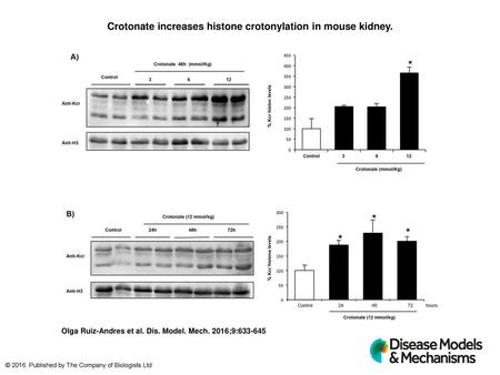 Crotonate increases histone crotonylation in mouse kidney.