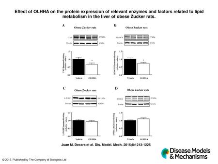 Effect of OLHHA on the protein expression of relevant enzymes and factors related to lipid metabolism in the liver of obese Zucker rats. Effect of OLHHA.