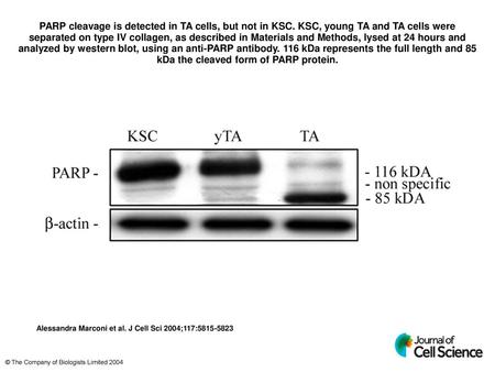PARP cleavage is detected in TA cells, but not in KSC